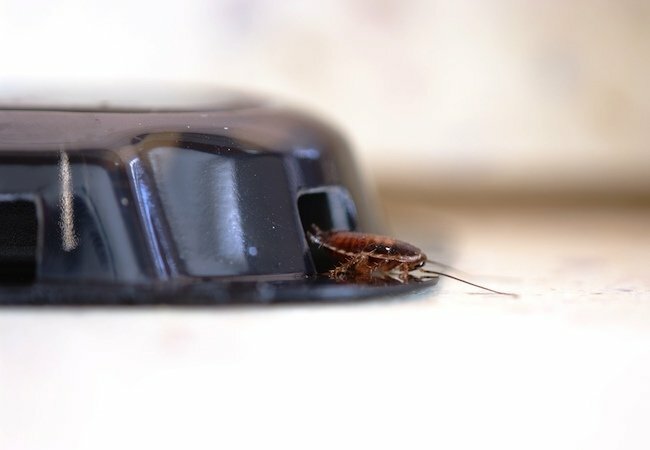Sådan slipper du af med kakerlakker