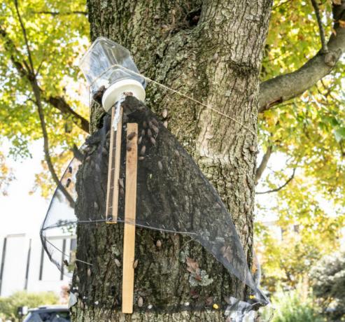 Val ontworpen om gevlekte lantaarnvliegen te vangen, Berks County, Pennsylvania