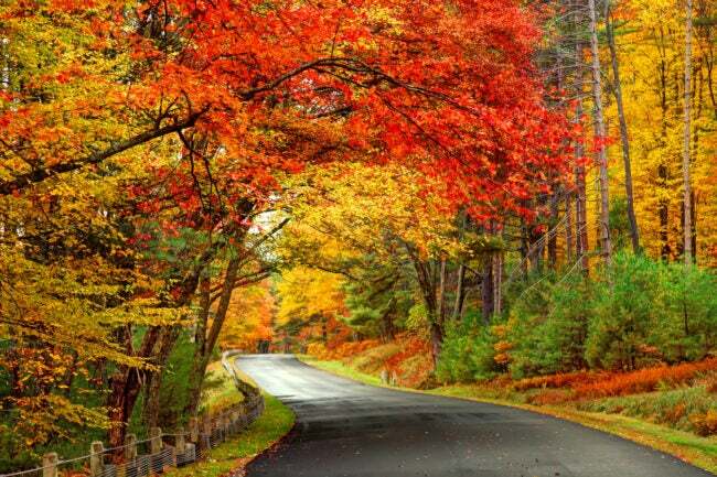 Folhas de outono douradas e laranja ao longo de uma estrada florestal sinuosa