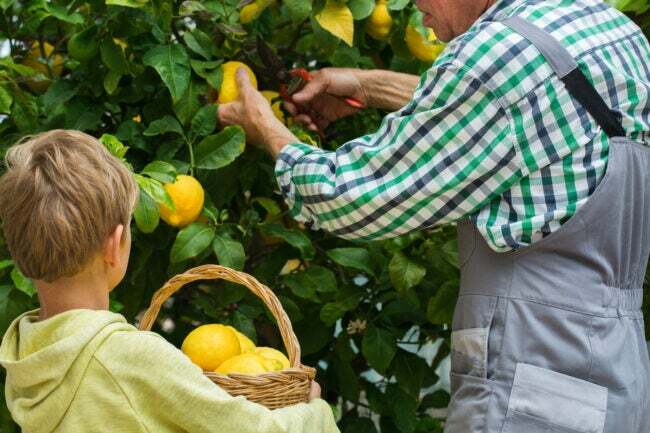 Agricultor sênior, homem, avô com menino, neto colhendo limões do limoeiro no jardim privado, pomar. Sazonal, verão, outono, caseiro, conceito de hobby.