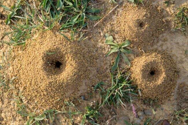 três formigueiros