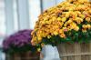 Fall Mums: How to Care for Autumn's Hardy, Colorful Blooms - Bob Vila
