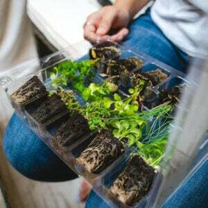 La meilleure option de boîtes d'abonnement de jardinage: Leaf’d Box Seasonal Herb Garden