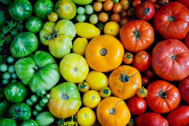 Fundo de tomates frescos da herança, produtos orgânicos no mercado de um fazendeiro. Arco-íris de tomates.