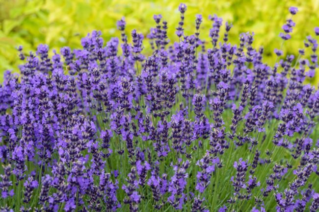 Angļu lavanda ar spilgti purpursarkaniem ziediem