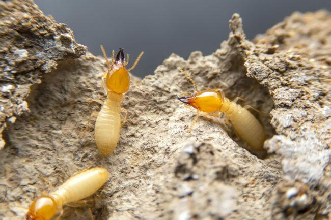 Kuidas näevad termiidid välja kolm erinevat kastet?