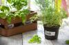 12 consejos de jardinería en interiores para el mayor éxito