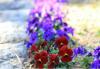 눈 덮인 정원을 밝히는 8가지 겨울 꽃