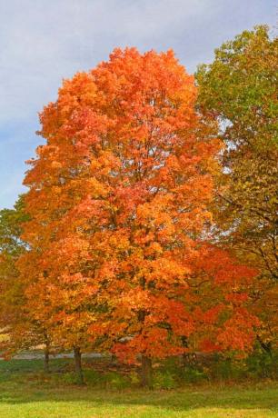 najlepsze drzewa na przydomowy klon cukrowy z jasnymi pomarańczowymi liśćmi jesienią