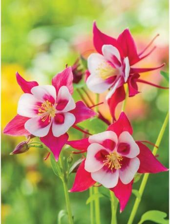 najlepšie kvety pre začiatok zo semena - červené a biele kvety kolumbíny