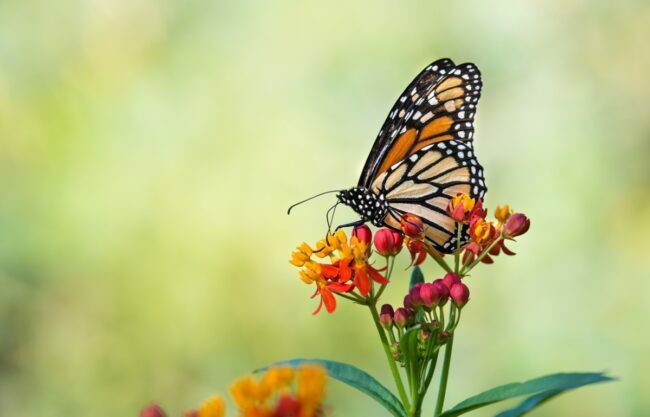Borboleta monarca em flor de serralha