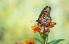15 fleurs qui attirent les papillons