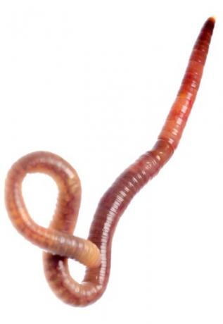 Vermiculture - Red Wigglers