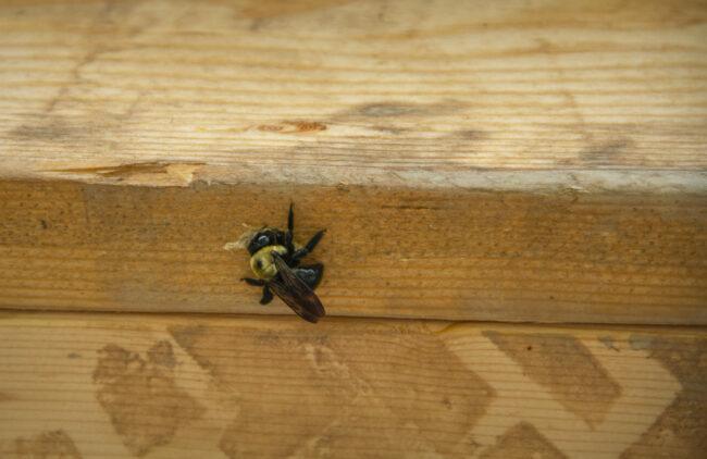 tipos de abelhas - abelha carpinteira