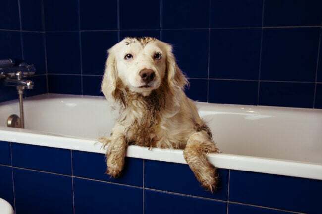 ბინძური ძაღლის დაბანა. ტერიერის ლეკვი ლურჯ აბაზანაზე, კიდეზე ჩამოკიდებული თათებით.