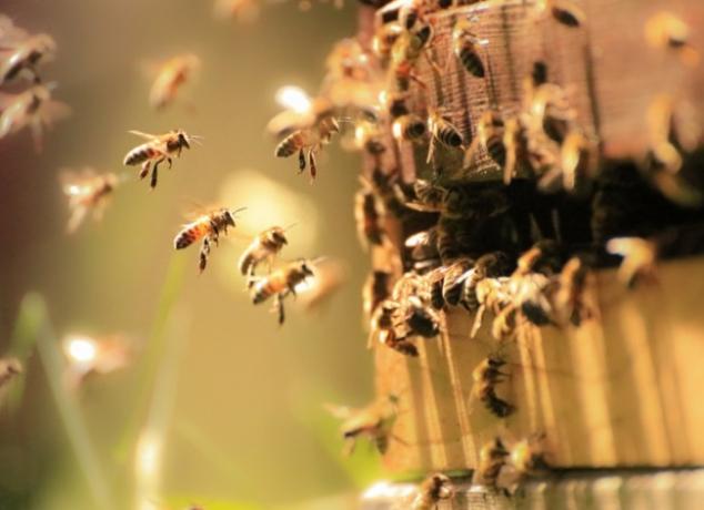 Бджола -тесляр проти джмеля