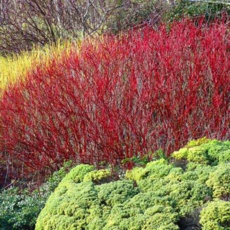 赤い小枝ハナミズキの茂み
