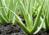 Aloe Vera taimede hooldus 101