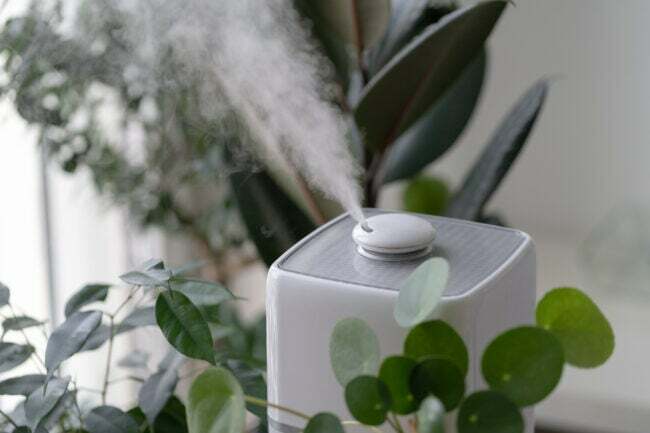 Nahaufnahme des Dampfes, der aus einem Luftbefeuchter in der Nähe von Zimmerpflanzen im Inneren aufsteigt