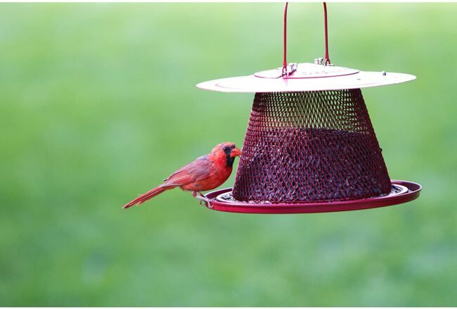 Najbolji hranilica za ptice za kardinale