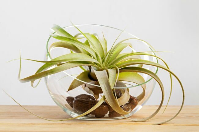 Didelis oro augalas stiklinėje vazoje.