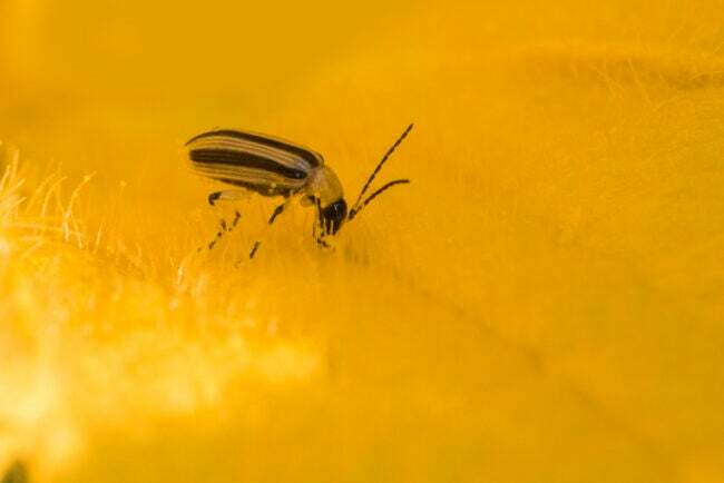 חיפושית מלפפון פסים צהוב ושחור, מקרוב, ב, עלה צהוב