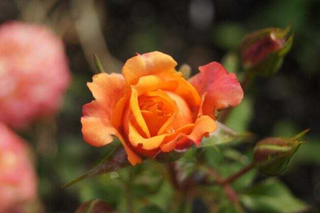 Zblízka oranžová ruža