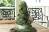 Переместитесь через пуансеттию - сочные рождественские елки - новые популярные праздничные комнатные растения