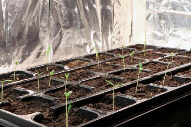 Φυτέψτε σπορόφυτα που αναπτύσσονται σε κουτί με επένδυση αλουμινίου