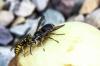 „Hornet vs Wasp“: koks skirtumas?