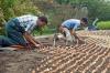 Jak zasadit cibule na podzim (návod k projektu)