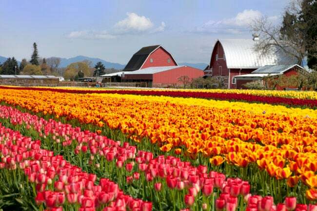 Fileiras de tulipas em frente a celeiros no Vale Skagit de Washington