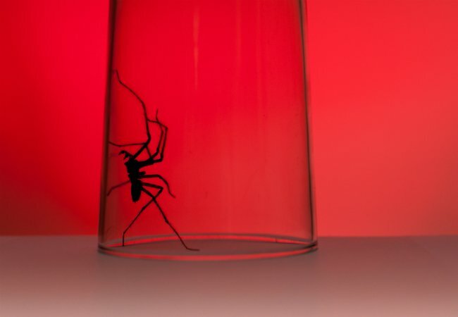 Как да се отървете от паяците