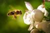 Nejlepší odstraňování včel v roce 2022