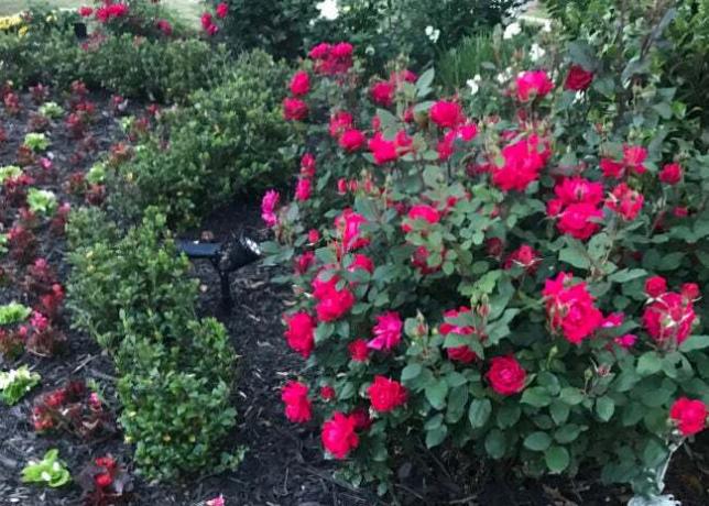 Rosa Knock Out rosor i en trädgårdsbädd med svart kompost