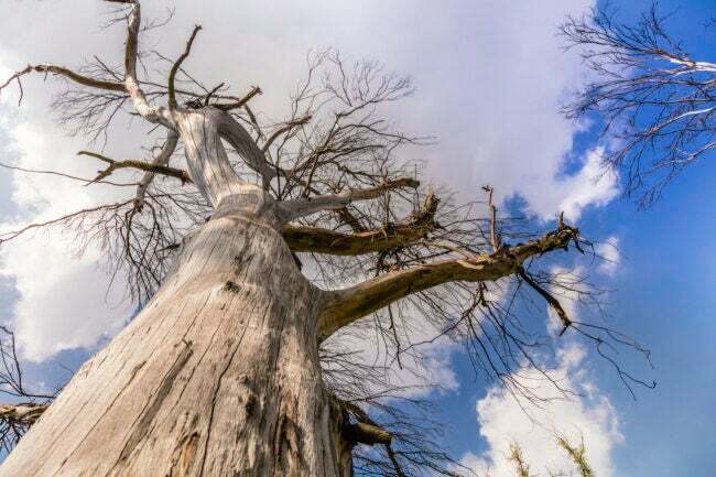もろい幹と裸の枝を持つ大きな枯れ木の低角度の眺め 