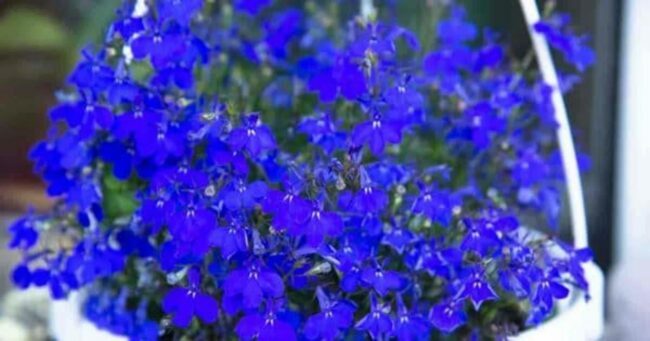 Pflanzen für hängende Körbe -- blauviolette Lobelien in einem weißen Korb