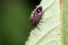 Chinch Bug Skade: Hvordan fikse det og fjerne skadedyret