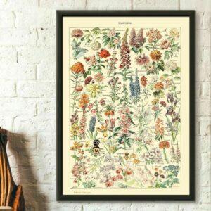 Os melhores presentes para amantes de plantas: Poster de flores vintage de Adolphe Millot 1909