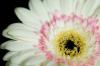 Gerbera Daisy Care: Wie man Gerbera Gänseblümchen im Freien anbaut