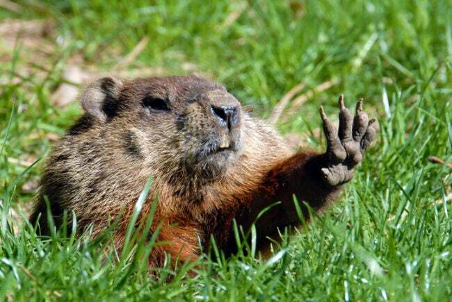 groundhog-hari-sejarah-groundhog-dengan-cakar-up