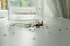 10 skruzdžių rūšių, kurias turėtų žinoti kiekvienas namų savininkas