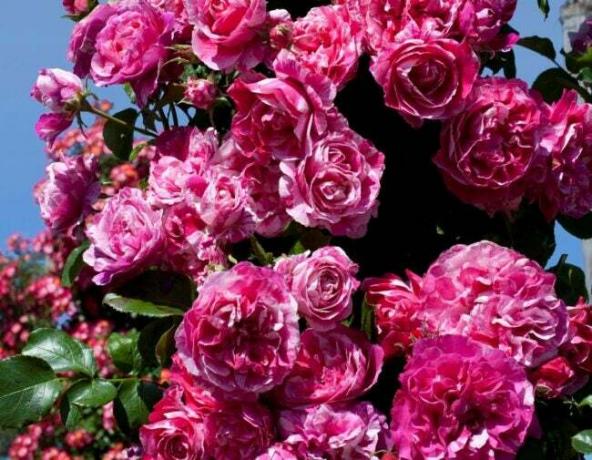 Ruusuja vaaleanpunaisilla ja valkoisilla raidoilla