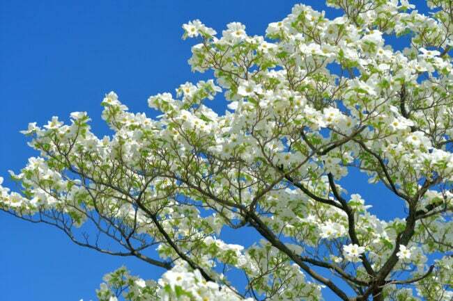 Цветущее дерево кизила с белыми цветами на фоне голубого неба