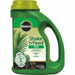 A melhor opção de fertilizante para palmeiras: Miracle-Gro Shake 'N Feed Palm Plant Food