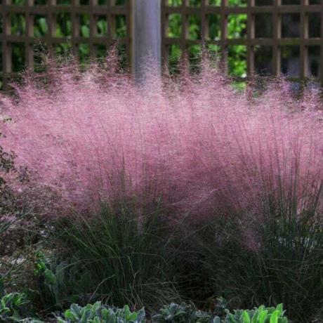 Розовый пушистый травяной куст
