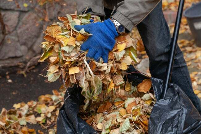 iStock-1353358665 cose che un paesaggista può fare infilando foglie rastrellate in una borsa