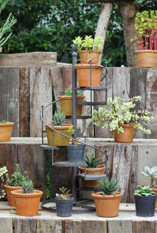 paesaggio in legno con mini scala a chiocciola con piante di cactus in vaso in mostra