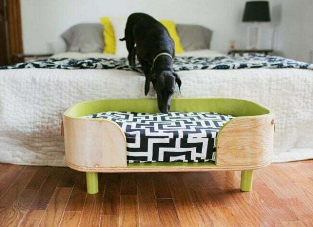 Mažas šuo žiūri į stilingą augintinio lovą