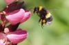 10 soorten bijen die alle huiseigenaren moeten weten